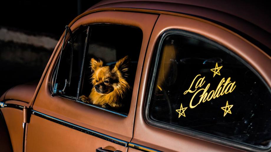 13323336_10153722000196849_1609830868784625175_o